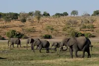 Picture of group of elephants on safari in Africa