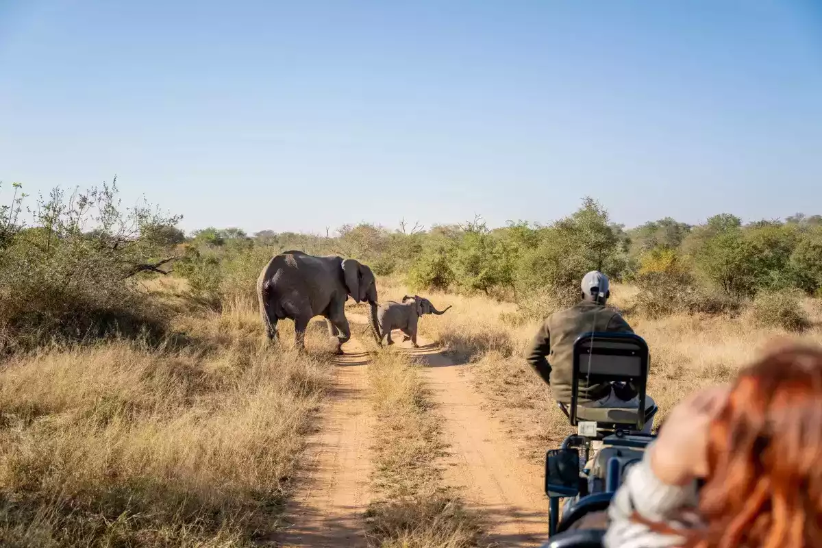 The Luxury 6 Day Bush And Beach Safari in South Africa