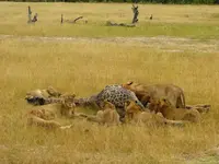 Picture of lion pride with captured giraffe on safari in Africa