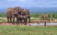 Picture of elephants around a water hole with some birds on safari in Africa