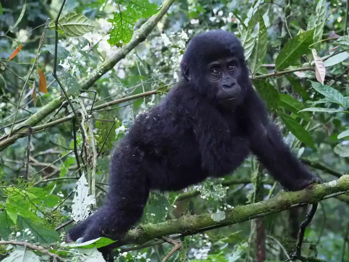 The Luxury 4 Day Gorilla Safari Experience in Uganda