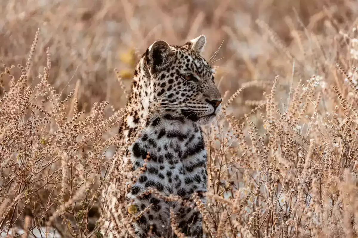 15 Day Safari Botswana, Vic Falls, Zanzibar