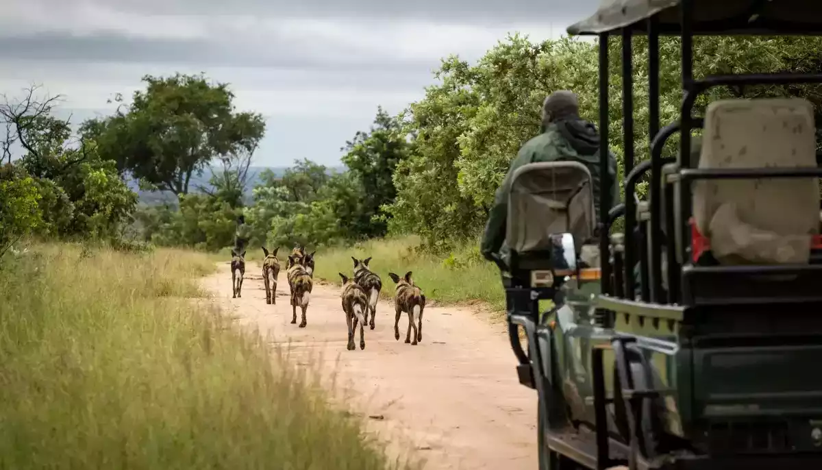 5 Day Fly In Sabi Sand Safari