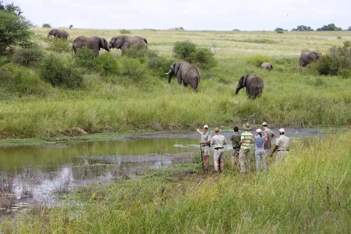 3 Day Kapama Fly In Safari