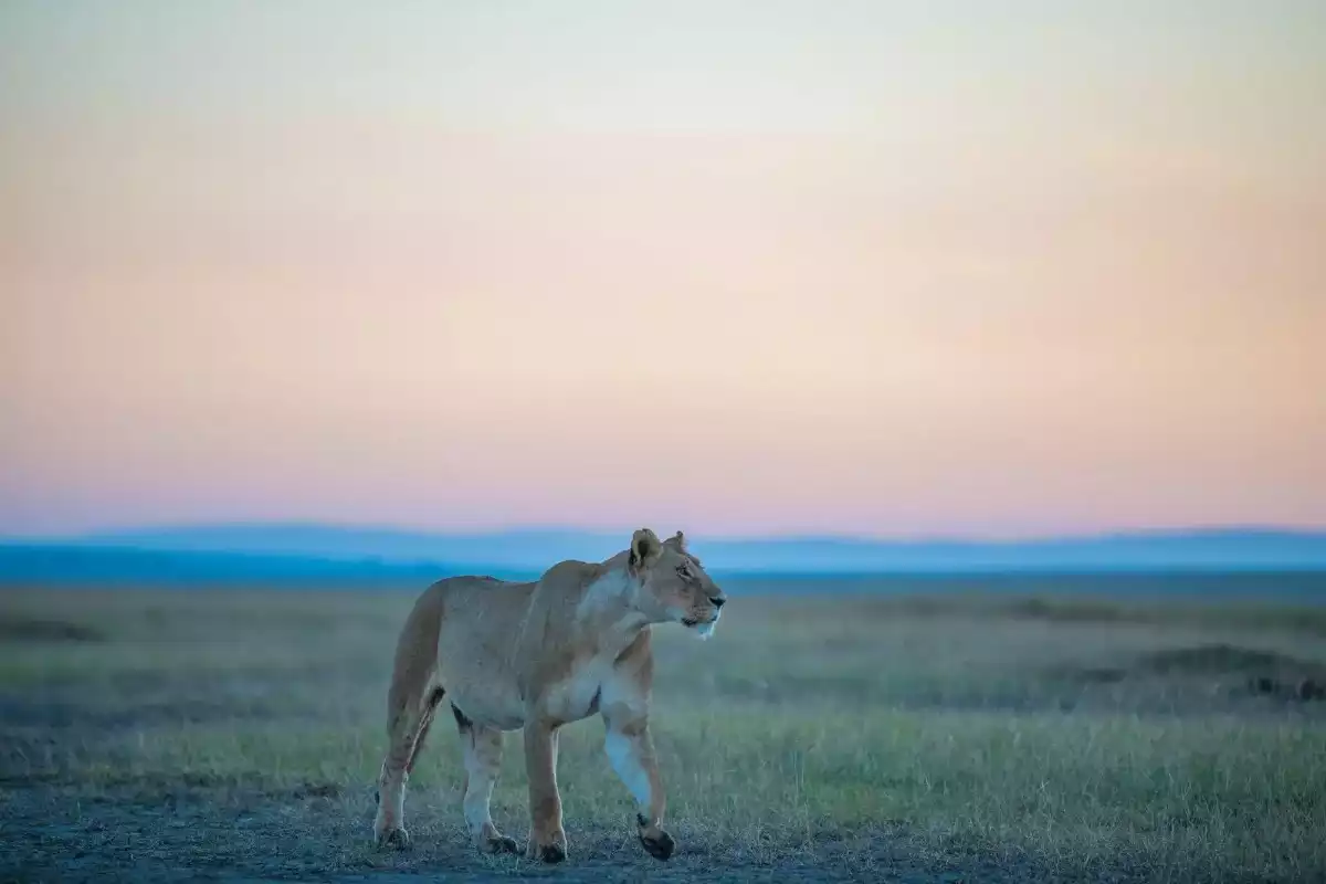 The Luxury 3 Day Masai Mara Fly In Safari in Kenya
