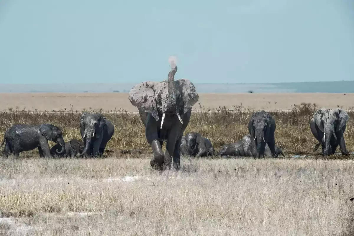 The Luxury 8 Day Amboseli, Mount Kenya, Masai Mara Flying Safari in Kenya