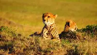 Two cheetahs relaxing in the grass on safari in Kenya