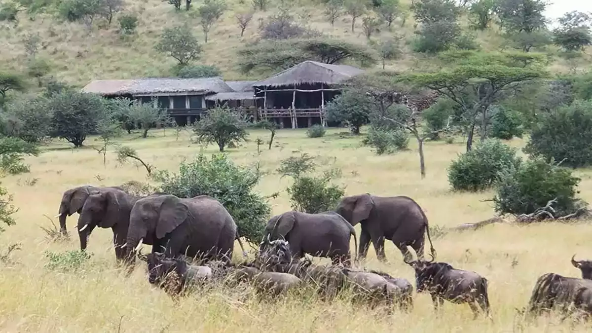 10 Day Best Of East Africa and Migration