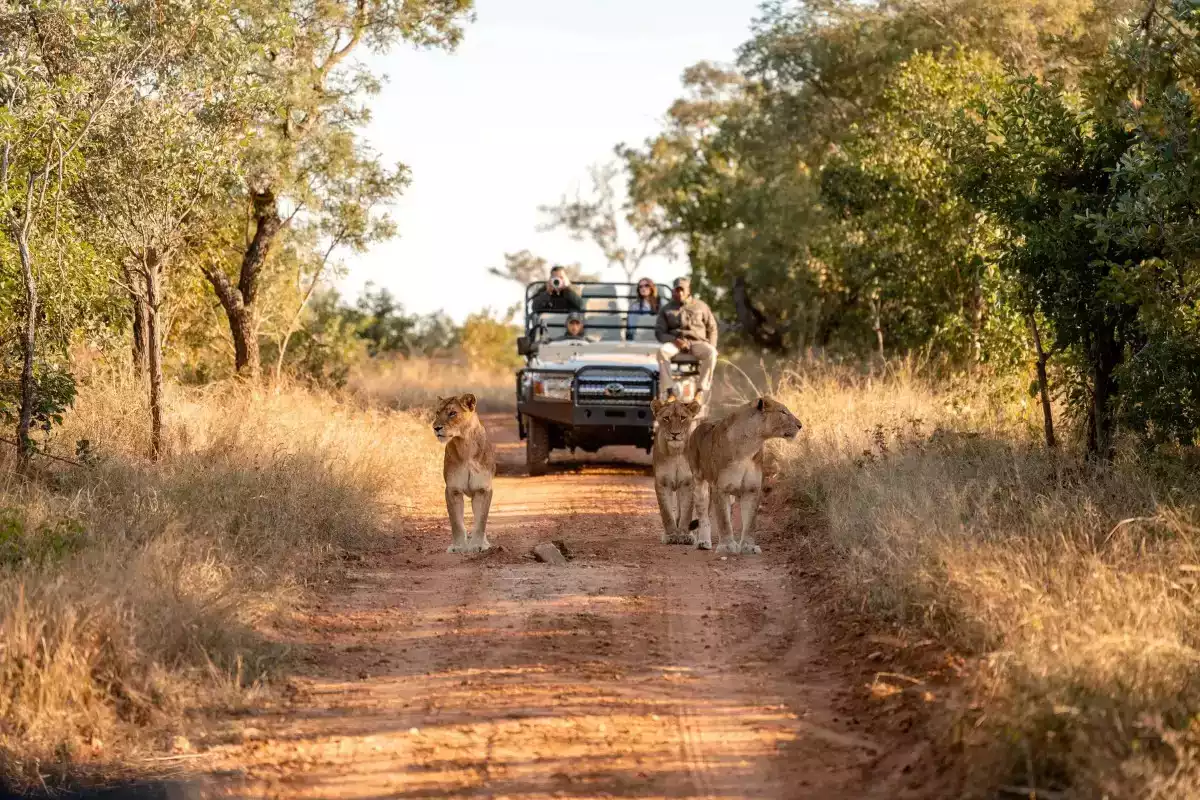 The Luxury 12 Day Cape Town, Kruger And Madikwe Safari in Madikwe Pilanesberg