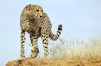 Photo of a Leopard on Safari in Africa