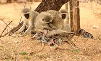 Photo of family of monkeys on Safari in Mozambique Africa