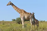Photo of two giraffes on Safari in Mozambique Africa