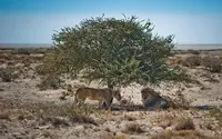 Photo of lions under a tree on Safari in Namibia Africa
