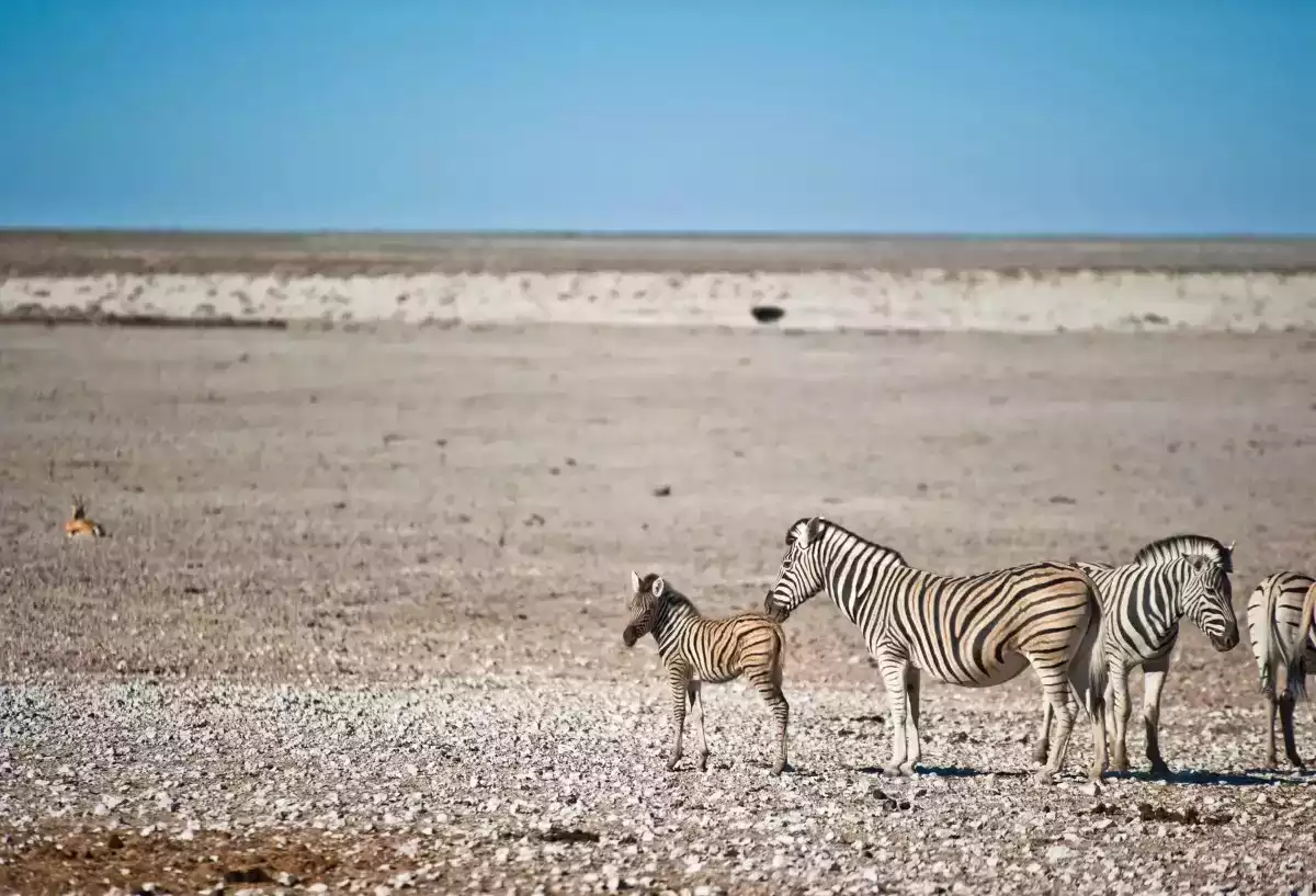 10 Day Namibian Highlights Tour