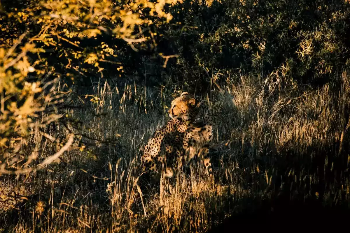 4 Day Zannier Omaanda Safari