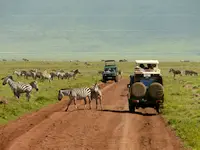Photo of jeep driving through zebra herd on safari in Africa