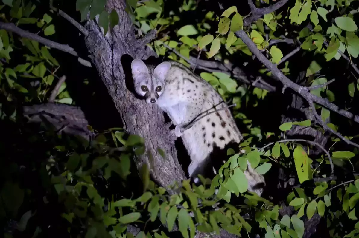 7 Day Fly In Okavango Delta to Vic Falls