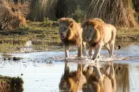 Photo of two male lions standing in a pool on safari in Africa