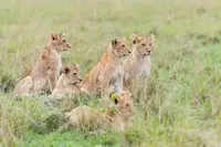 Photo of lions on safari in Africa