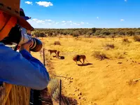 Photo of people photographing lions on safari in Africa