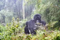 Photo of gorilla in Rwanda on safari in Africa