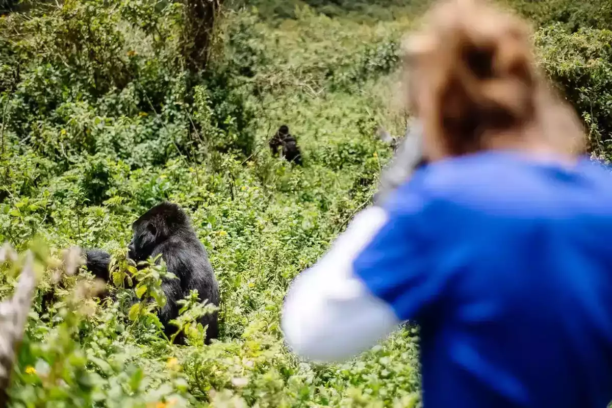 The Luxury 4 Day Rwanda Gorilla And Golden Monkey Adventure in Rwanda