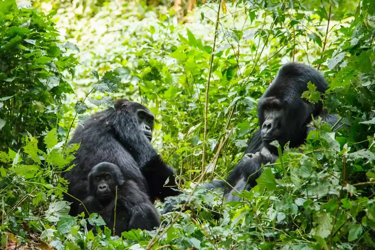 6 Day Gorilla and Chimpanzees Trekking in Nyungwe Forest