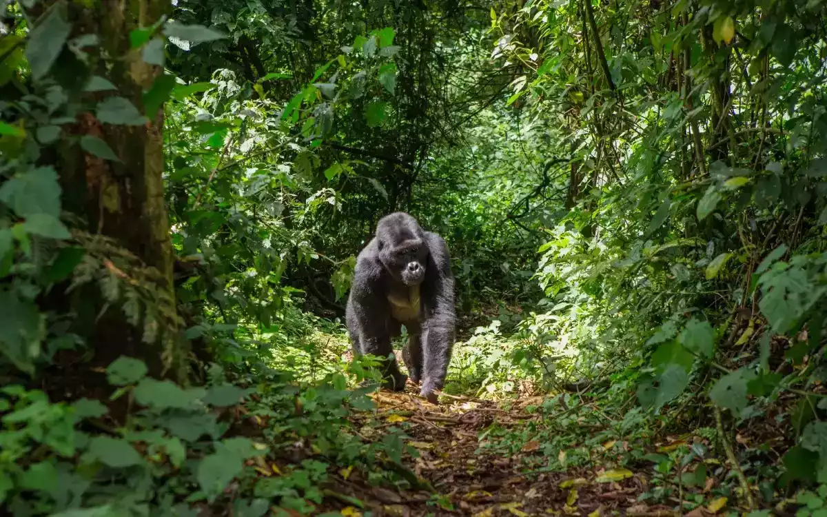 6 Day Gorilla and Chimpanzees Trekking in Nyungwe Forest
