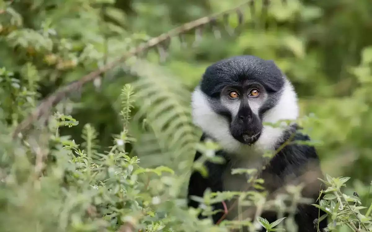 6 Day Gorilla and Chimpanzees Trekking in Nyungwe Forest