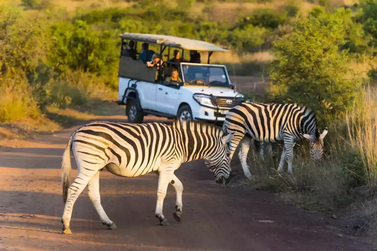 The Luxury 4 Day Big 5 Pilansberg Safari in South Africa