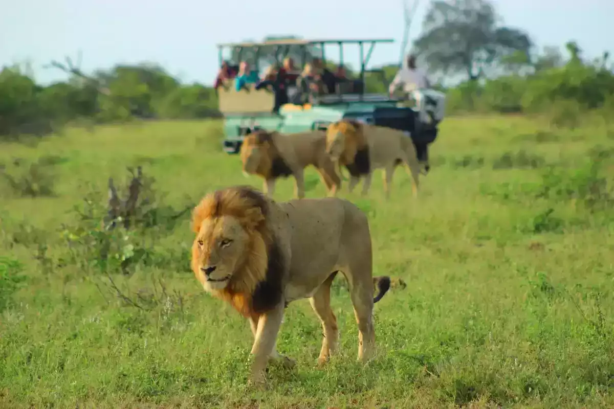 5 Day Kruger Park and Sabi Sand Safari