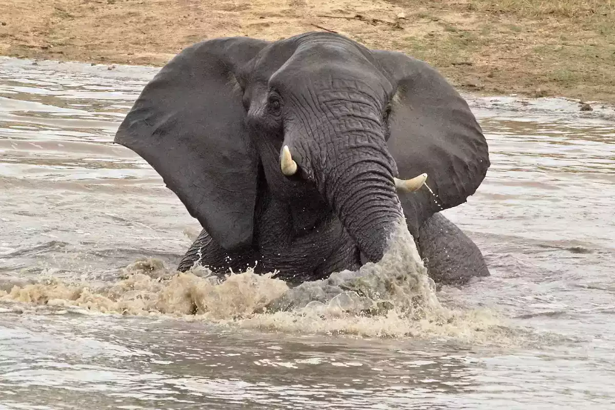 5 Day Kruger Park and Sabi Sand Safari