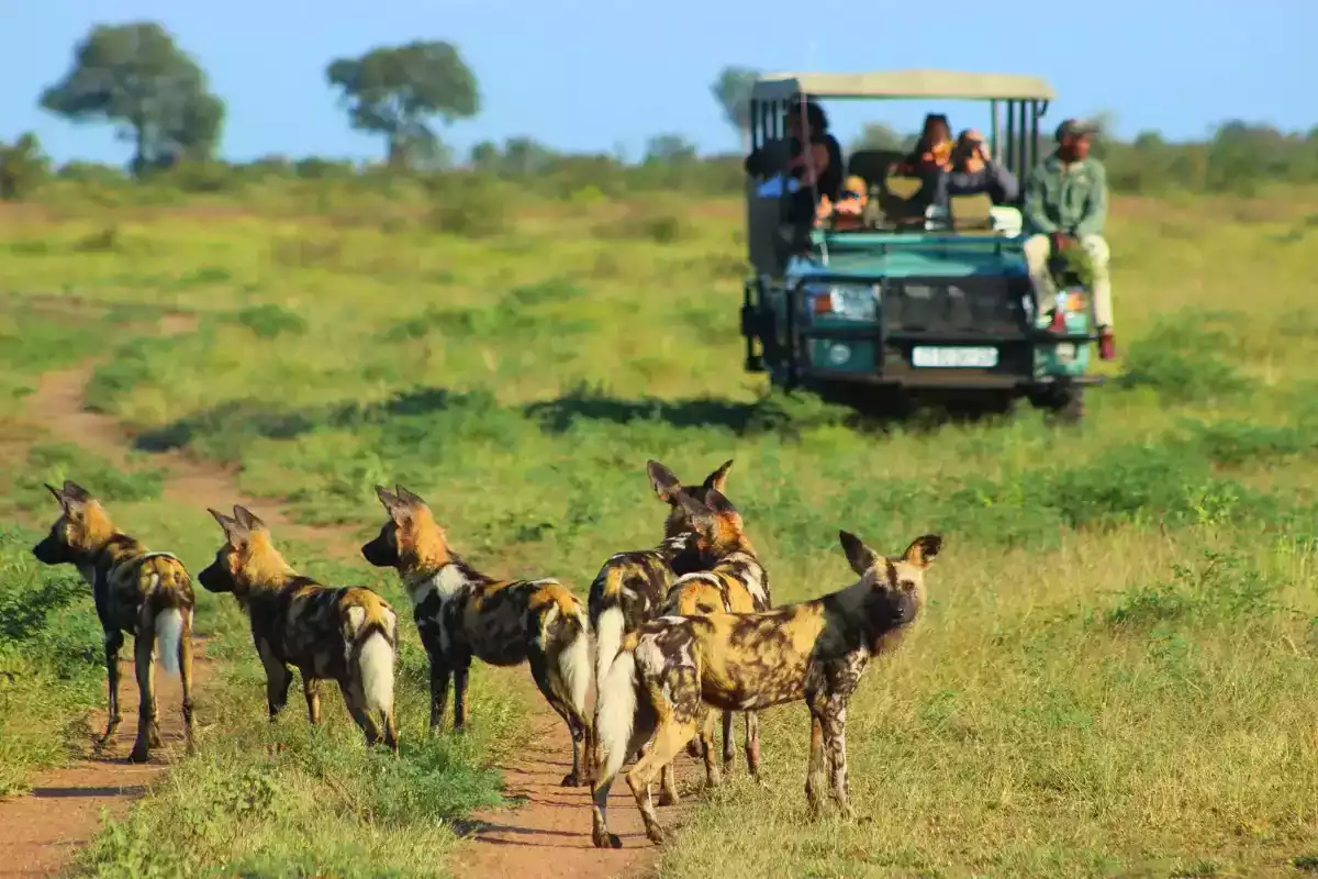 5 Day Kruger Park and Sabi Sand Safari