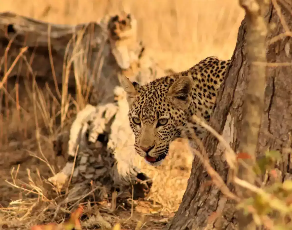 5 Day Kruger Park and Sabi Sand Safari