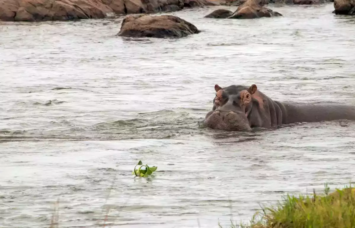 5 Day Kruger Park and Sabi Sand Safari