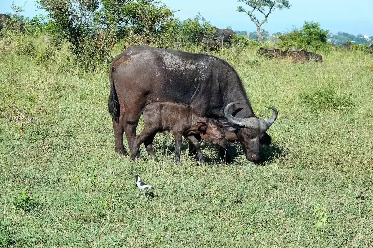 7 Day Cape Town To Pafuri safari