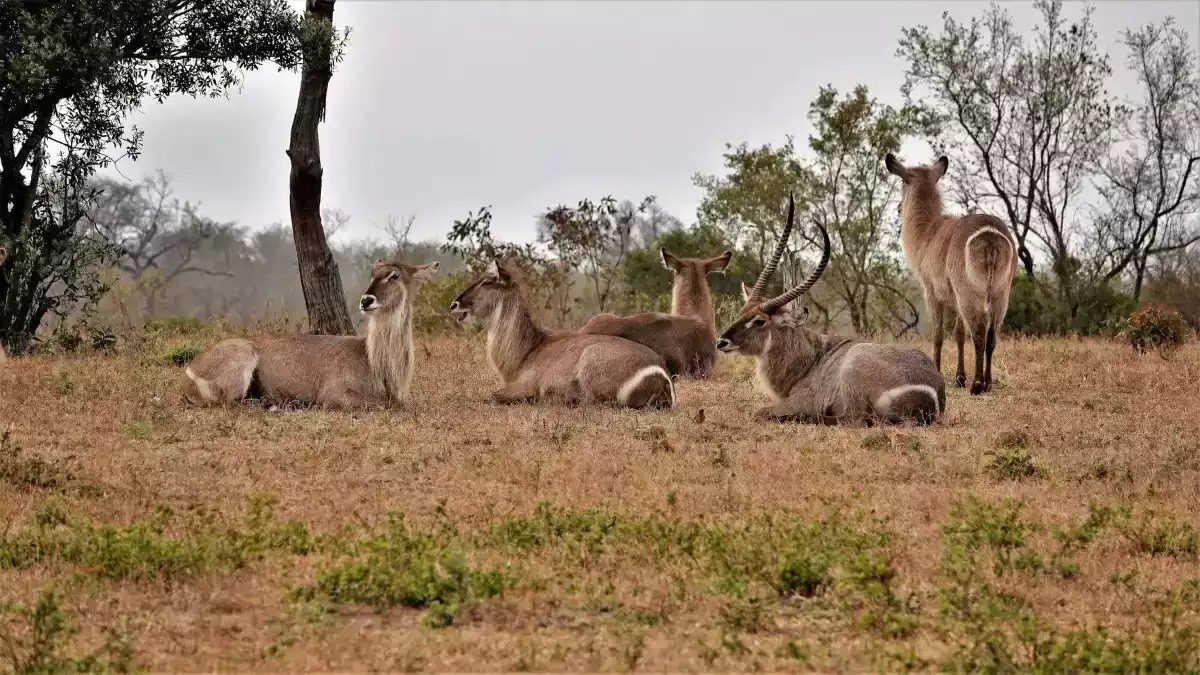 7 Day Cape Town To Pafuri safari