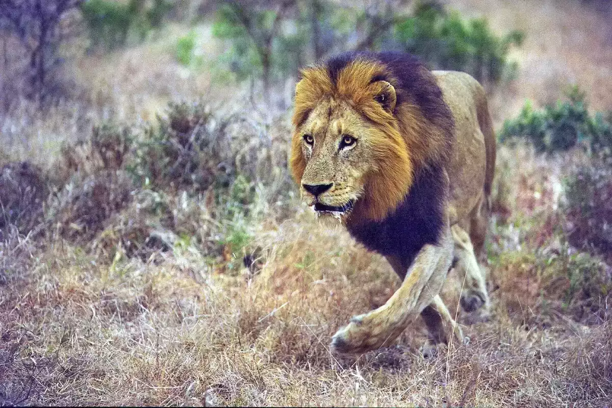 7 Day Cape Town To Pafuri safari