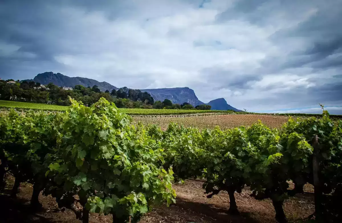 7 Day Cape Town And Londolozi Combo