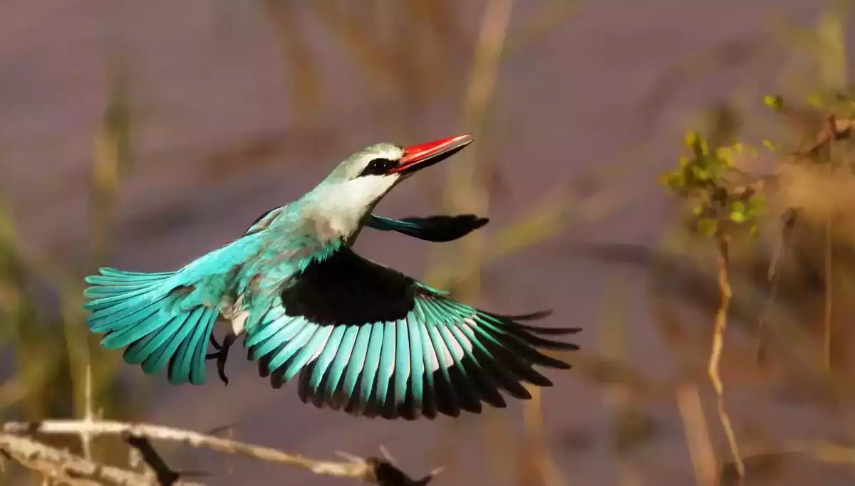 7 Day Cape Town And Londolozi Combo