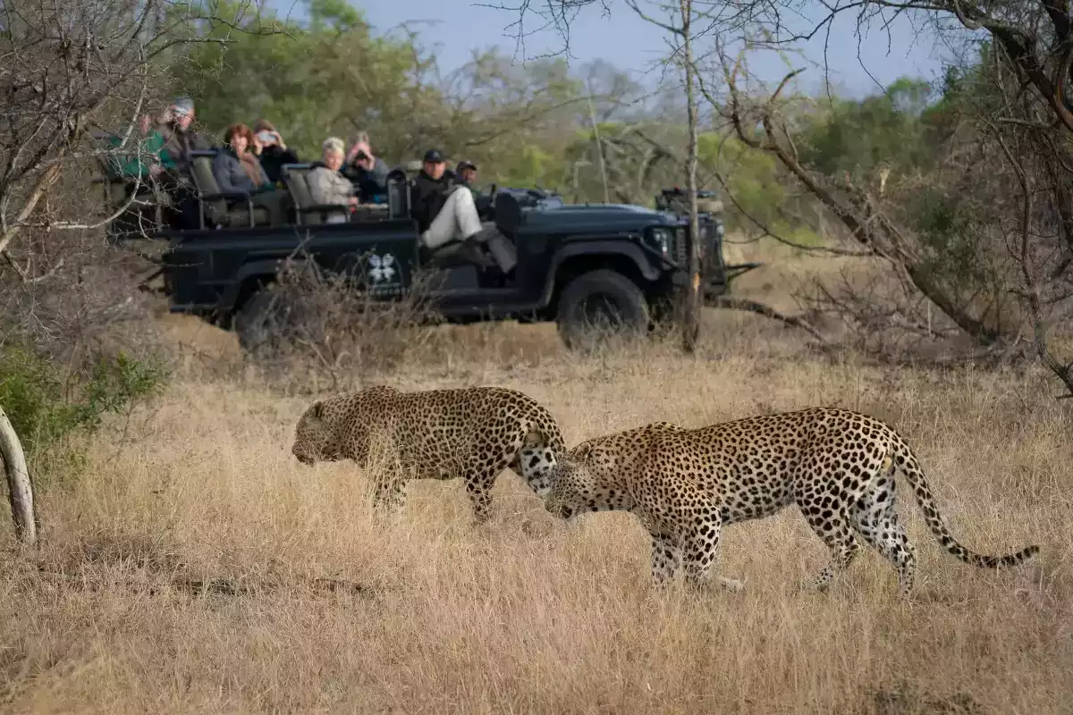 7 Day Cape Town And Londolozi Combo