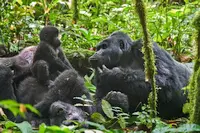 Gorilla family on safari in Uganda