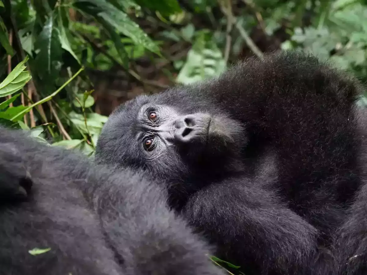 4 Day Gorilla Safari Experience