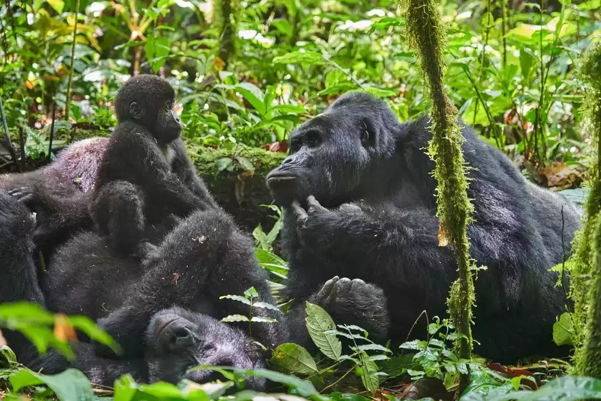 The Luxury 4 Day Uganda Fly In Gorilla Safari in Uganda