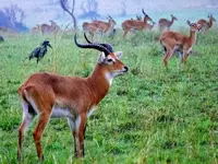 Antelope on safari in Uganda