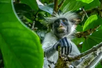 A red colobus monkey in a tree on safari in Zanzibar